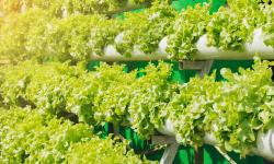 Featured image of post A new project! Automating a home hydroponic garden