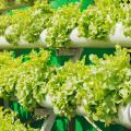 A new project! Automating a home hydroponic garden